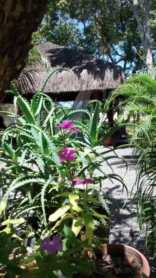 Chale "Oasis" Vila Praia do Forte Exterior foto